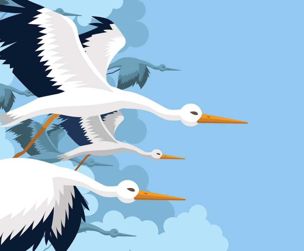 Stork vector 3