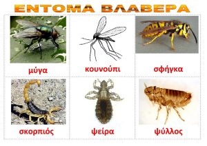 ENTOMA BLABERA