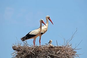 stock photo white storks with young baby 2