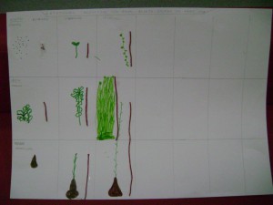 Παρατήρηση και καταγραφή της ανάπτυξης των φυτών, του κήπου μας, από τα παιδιά.