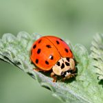 difference-between-ladybug-and-asian-beetle_2