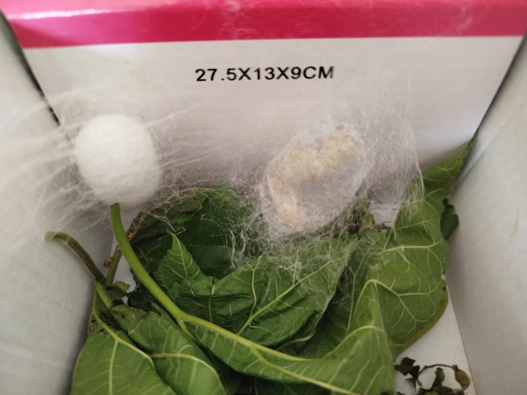 8c032ae5 847a 4ecf 99d6 67b36d3be791