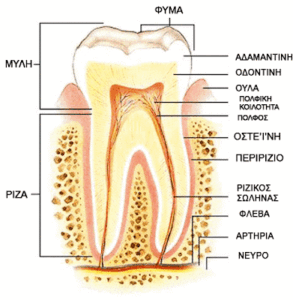 TOOTH BIG