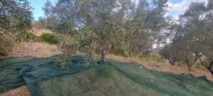 received 526802636904946