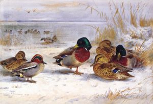 archibald thorburn ducks in winter