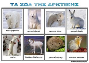 ΖΩΑ ΤΗΣ ΑΡΚΤΙΚΗΣ ΠΙΝΑΚΑΣ ΑΝΑΦΟΡΑΣ Σελίδα 3
