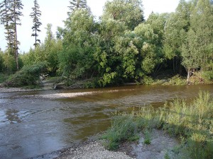 800px-Taiga_of_Far_East_near_Imeni_Poliny_Osipenko_village,_Khabarovsk_Krai