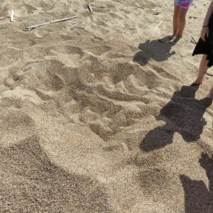 τα ίχνης της χελώνας στην άμμο 4