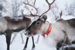 how many reindeer does santa have 2 1668117555