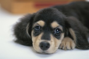 Miniature Dachshund Puppy --- Image by © Yoshihisa Fujita/MottoPet/amanaimages/Corbis