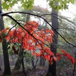 deciduous-autumn-1 – Αντίγραφο