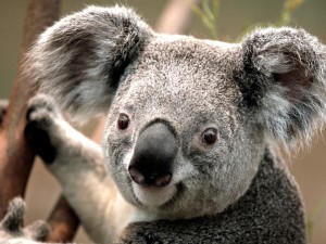 Koala - Αντίγραφο
