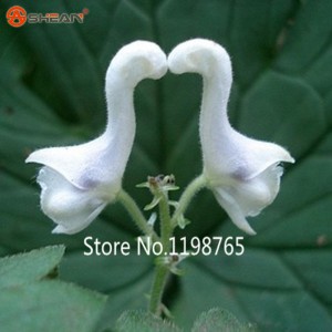 2016-New-Arrival-Swan-font-b-Flowers-b-font-font-b-Seeds-b-font-Chinese-Characteristics