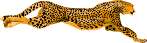 Cheetah PNG Pic