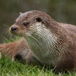 otter0011small