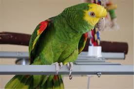 AMAZON PARROT