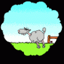 sheep