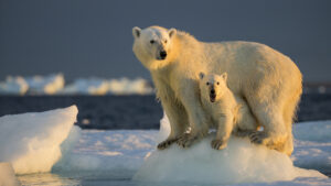 PolarBearWithCubOnSeaIce 640x360