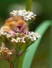 A-dormouse-sees-the-funny-018