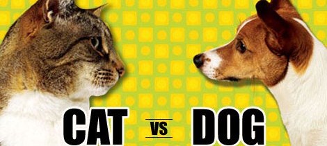 cat-vs-dog3
