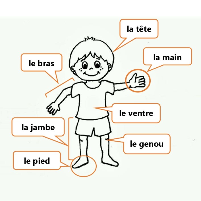 Le Corps Humain Fle Primaire