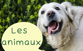 Les animaux-thumbnail